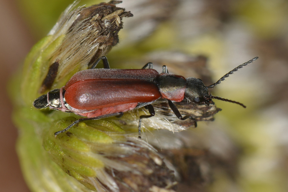 Anthocomus rufus - Malachiidae